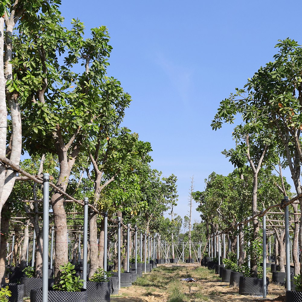 cây lộc vừng nhiều tài lộc thịnh vượng