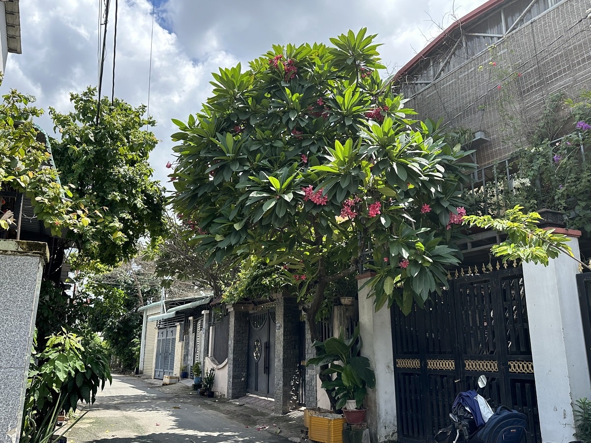 cây sứ trồng trước nhà