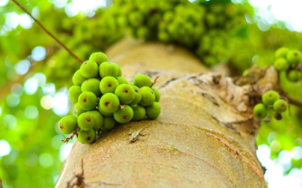 cây sung trồng trước nhà được nhiều người yêu thích