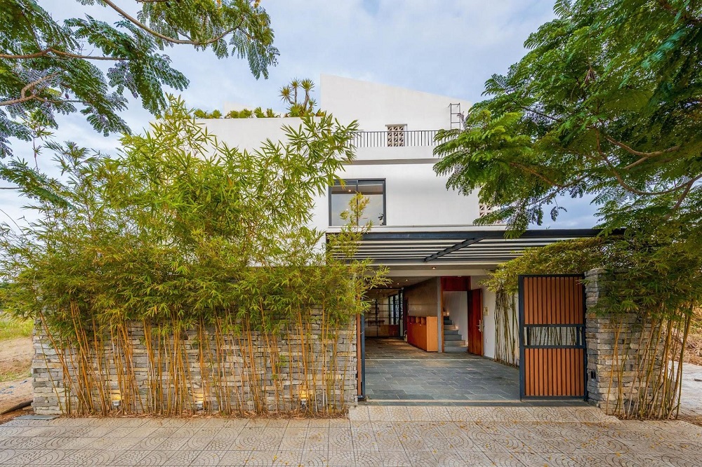 cây trúc kiểng được nhiều người yêu thích