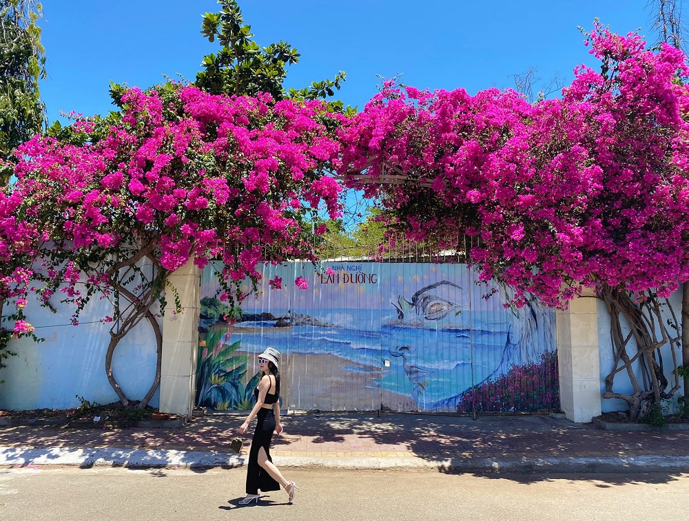 trồng cây bông giấy trước nhà mang lại nhiều tài lộc