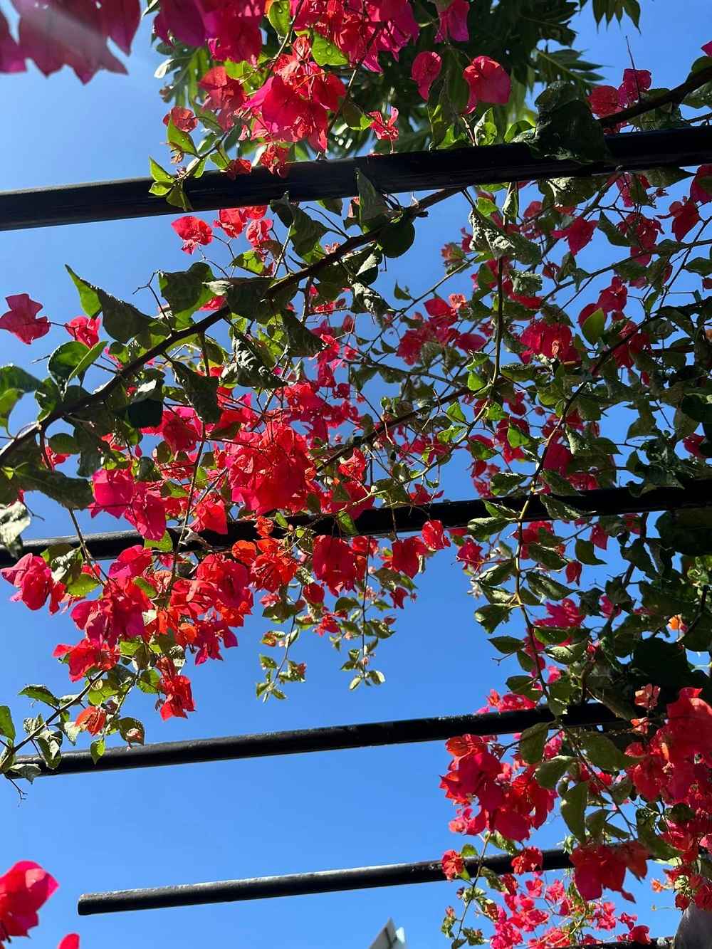 trồng cây hoa giấy thái đỏ trước nhà