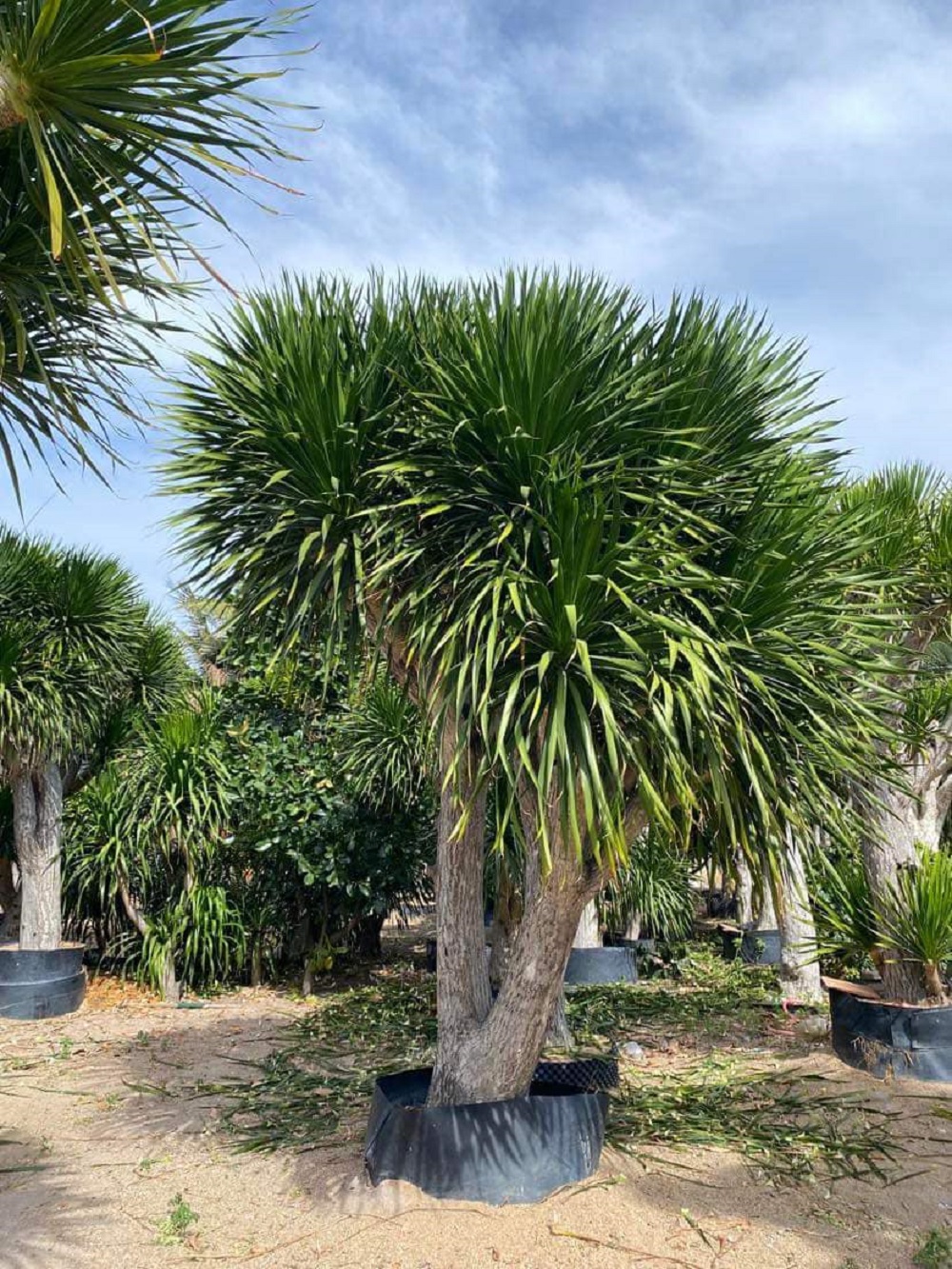 trồng cây phát tài núi trước nhà