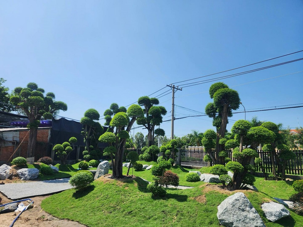 trồng cây tùng trước nhà