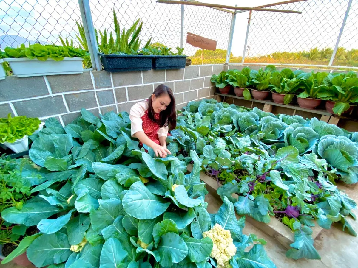 trồng rau sạch ở sân thượng