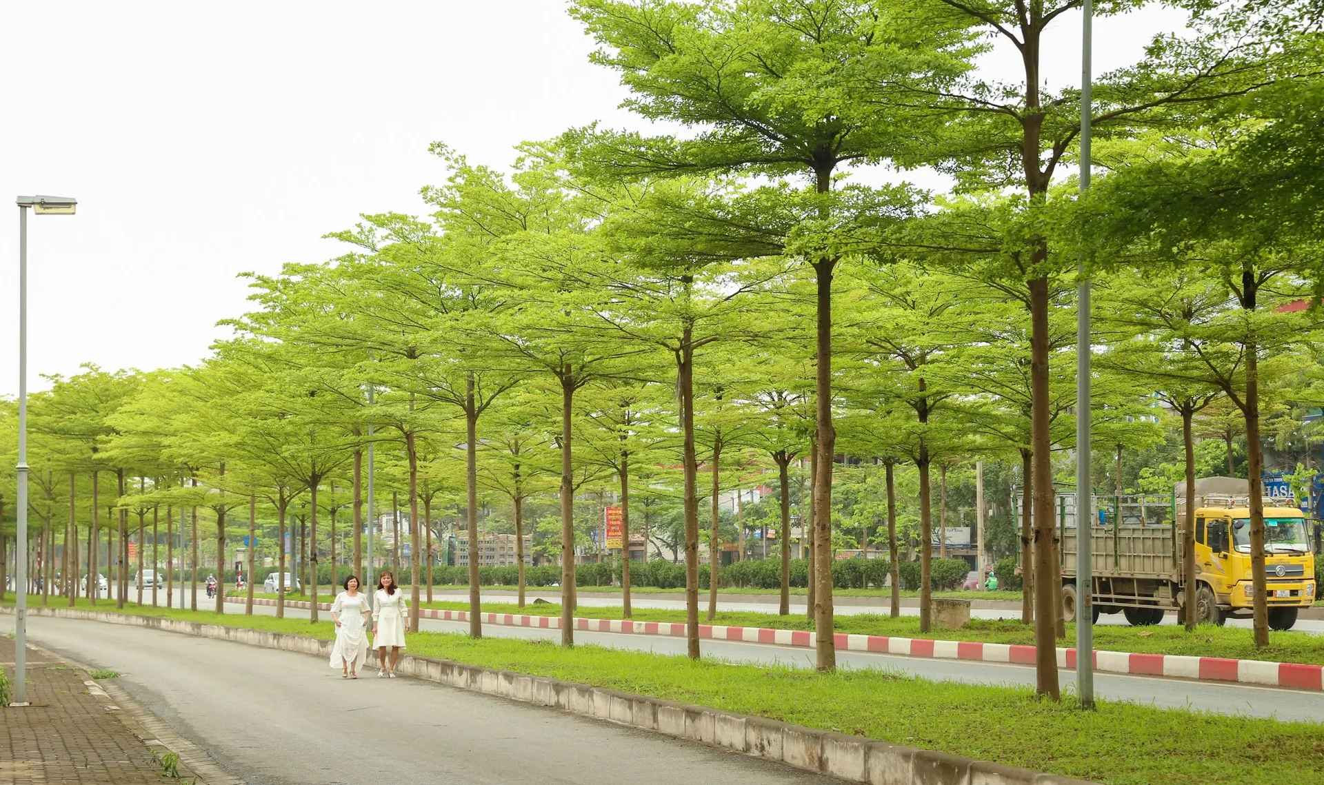 cây bàng đài loan