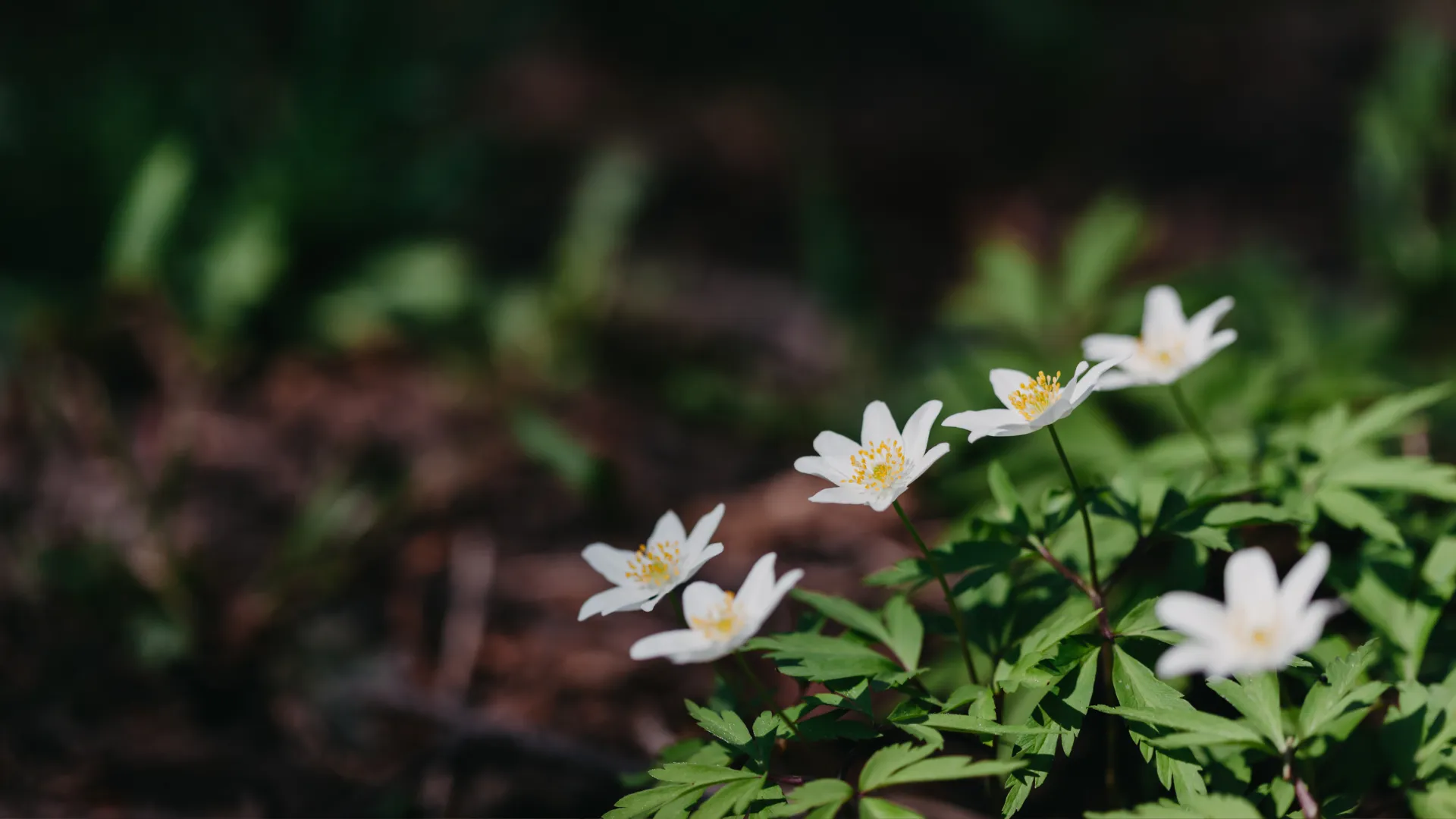 phong thủy nhà ở mệnh mộc